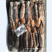 Illex squid whole round for market selling export thailand